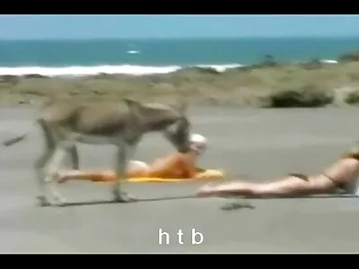 Vídeo de bicicletas e vibradores (Mercedes Lynn, Madison Fox, sexo caseiro brasileiro Alexis Vinton)